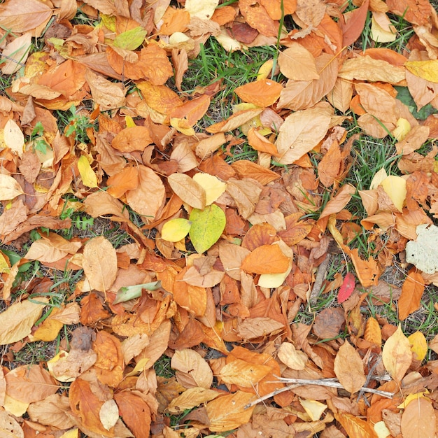 Ярко-желтые осенние листья фон