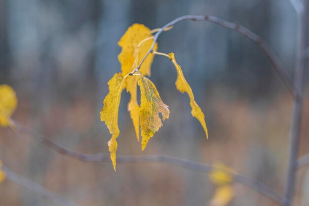 Bright yellow birch leaves illuminated by sunlight