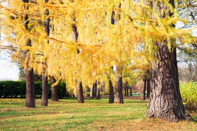 bright yellow branches of larch 