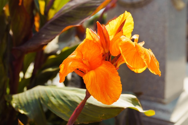 Bright yellow canna close-up on a blurred background