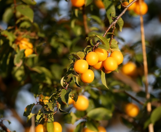 밝은 노란색 체리 매화(Prunus cerasifera) 과일은 부드러운 아침 햇살에 클로즈업된 나무에 쐈습니다.