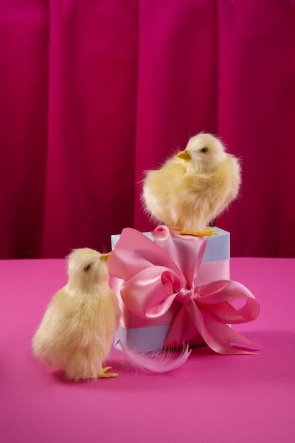 Bright yellow chickens with easter eggs and gift box against the deep raspberry color curtain. Trendy hard light still life.