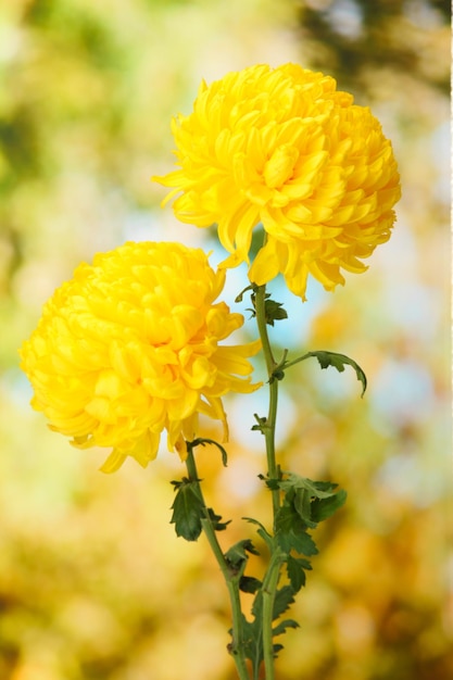 Bright yellow chrysanthemums on green background