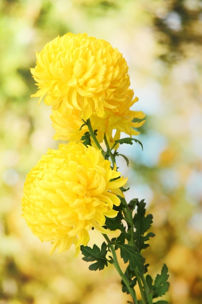 Bright yellow chrysanthemums on green background