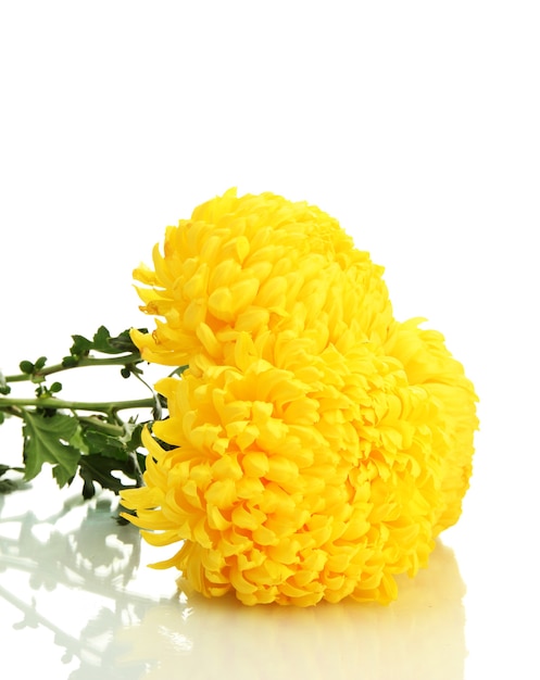 Bright yellow chrysanthemums, on white