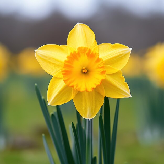 a bright yellow daffodil with a blurred green background