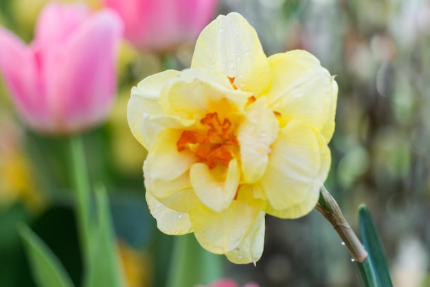 Bright yellow Daffodil with many petals