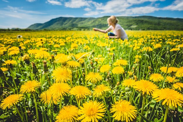 Bright yellow dandelions on green field