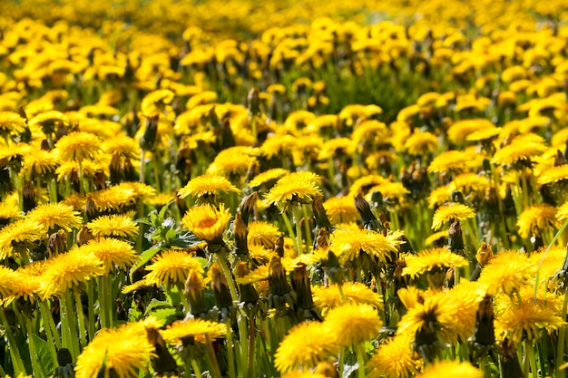 Bright yellow  dandelions