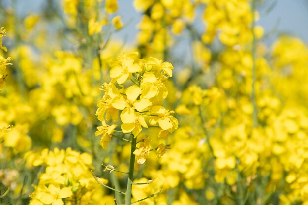 Bright yellow field of blooming rapeseed sunny spring day natural background