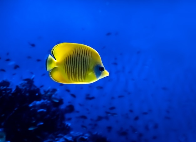 Bright yellow fish underwater on background of coral in Red sea