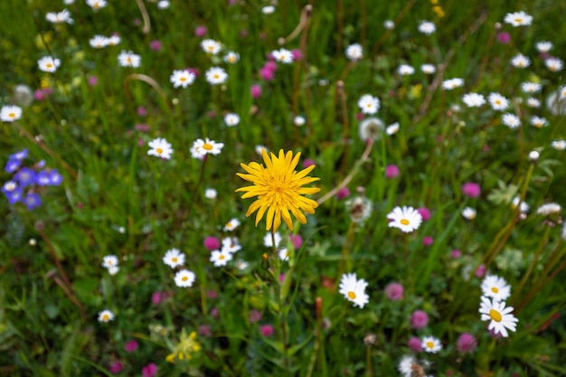 Fiore giallo brillante su un prato alpino nelle dolomiti italiane in estate