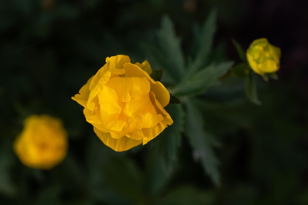 Bright yellow flower on dark green background Top view macro photography