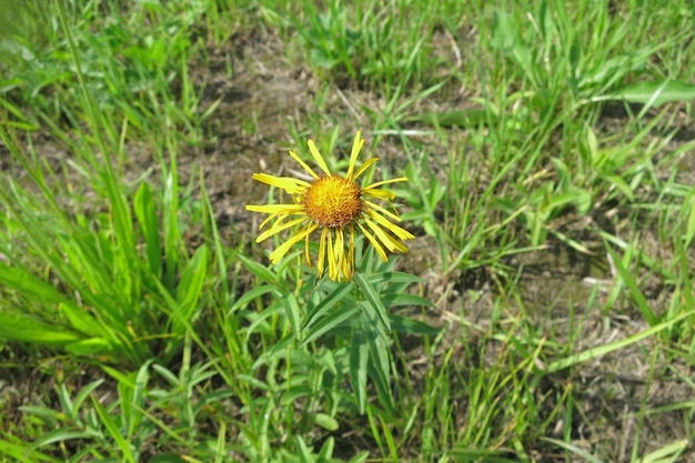 밝은 노란색 꽃 elecampane 약용 식물