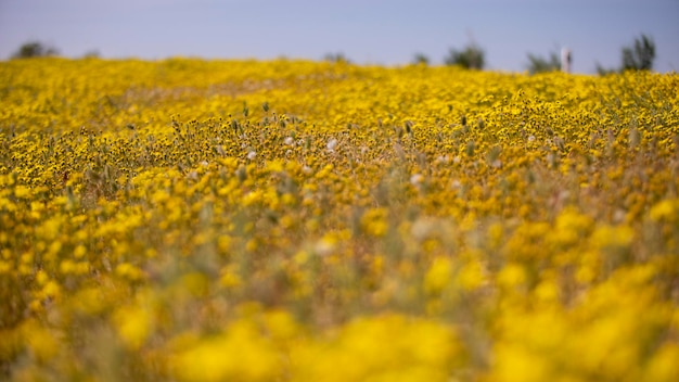 Bright yellow flower in a field