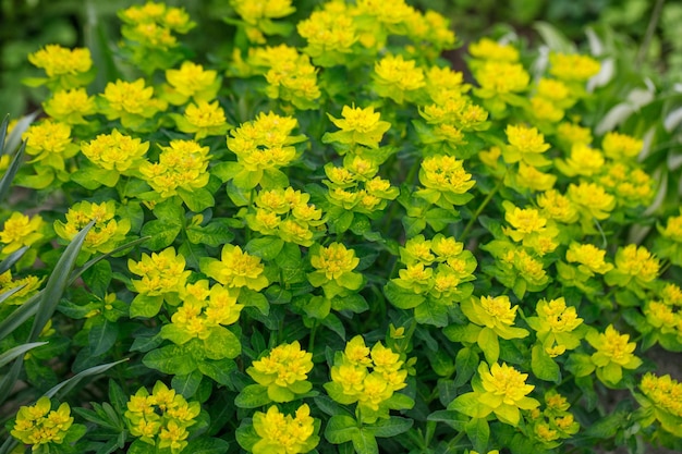 Ярко-желтый цветок молочая на зеленом фоне в саду