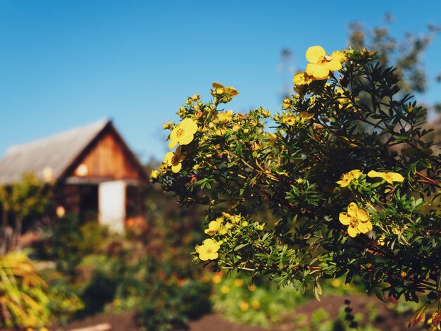 Bright yellow flowers on the background of a wooden house and blue sky in the village