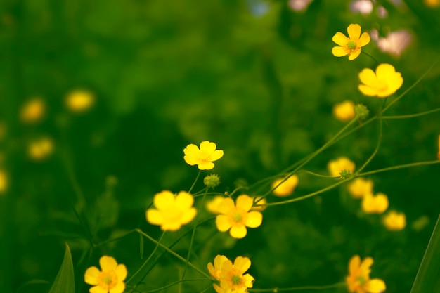 鮮やかな黄色の花キンポウゲ