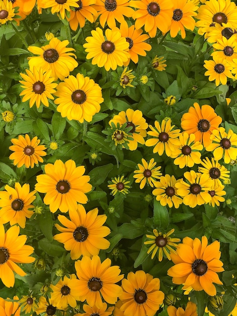 밝은 노란색 꽃 전체 화면