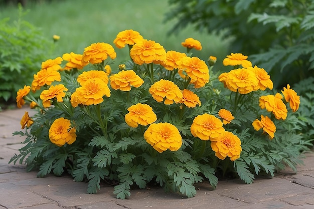 Photo bright yellow flowers marigolds in the park in summer