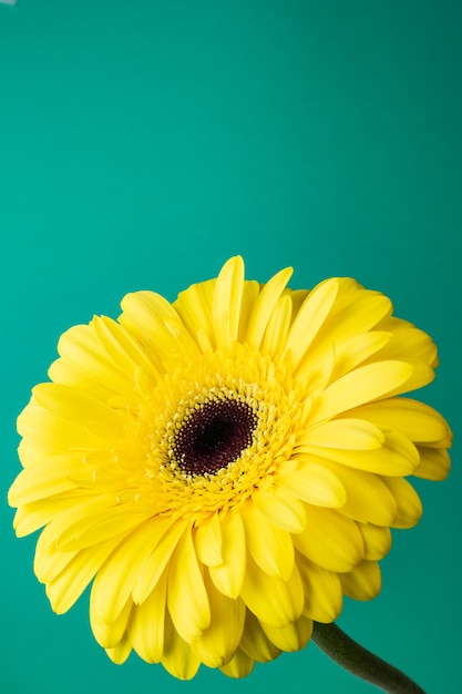 Photo bright yellow gerbera on a green background.