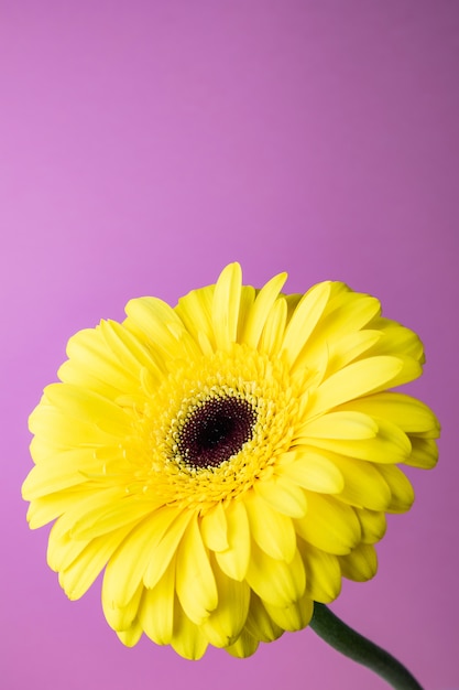 Bright yellow gerbera on a lilac background. 