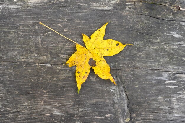 Bright yellow leaf on gray wooden background close up