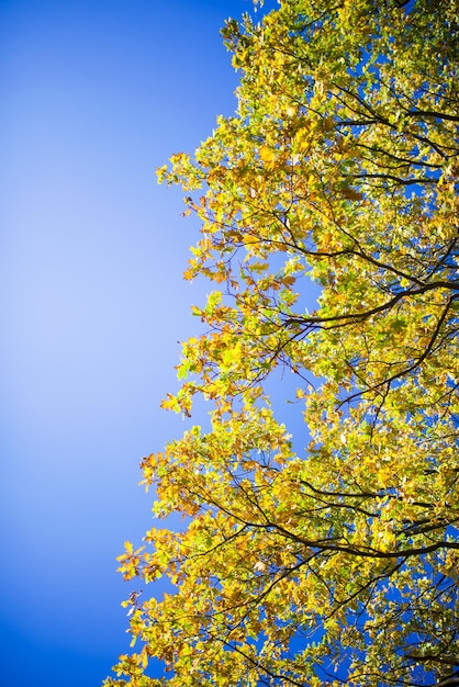 Bright yellow leaves on autumn birches against the blue sky.