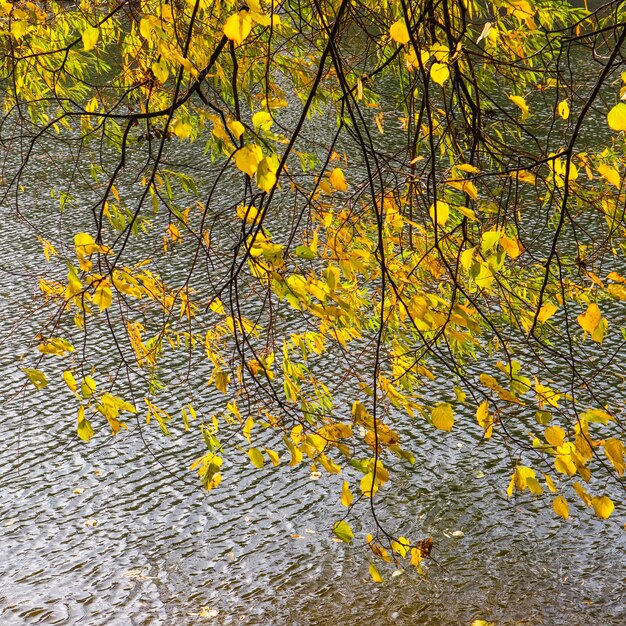 Bright yellow leaves on the branches above the water on a sunny autumn day autumn background