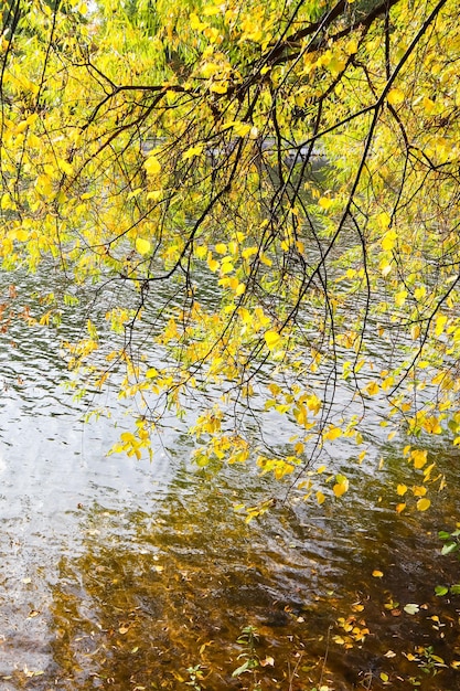 화창한 가을 날 가을 배경에 물 위의 나뭇가지에 밝은 노란색 잎
