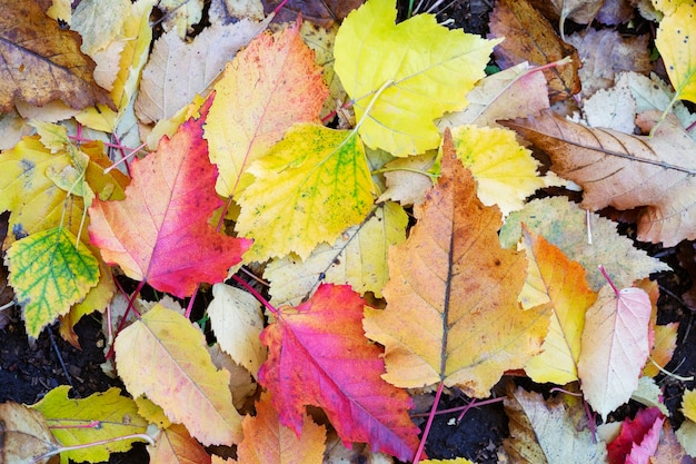 Le foglie gialle luminose giacciono a terra in autunno, vista dall'alto.