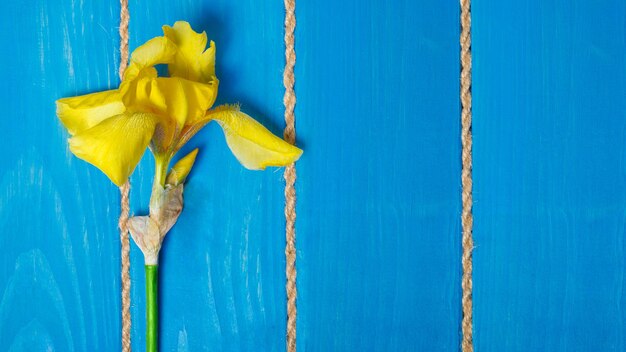 Bright yellow long iris on a background of blue wood with strips of hemp rope. soft focus. top view. flat lay. spring greeting card concept with place for text.
