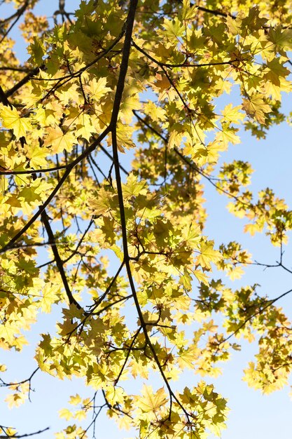 Bright yellow maple foliage in spring, bright sunny weather in the forest, view from below