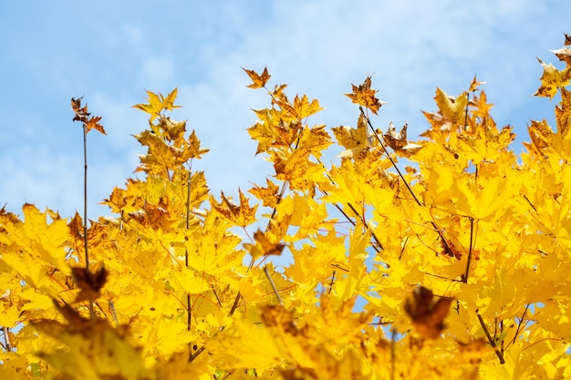 Bright yellow maple leaves on a blue sky background in autumn.