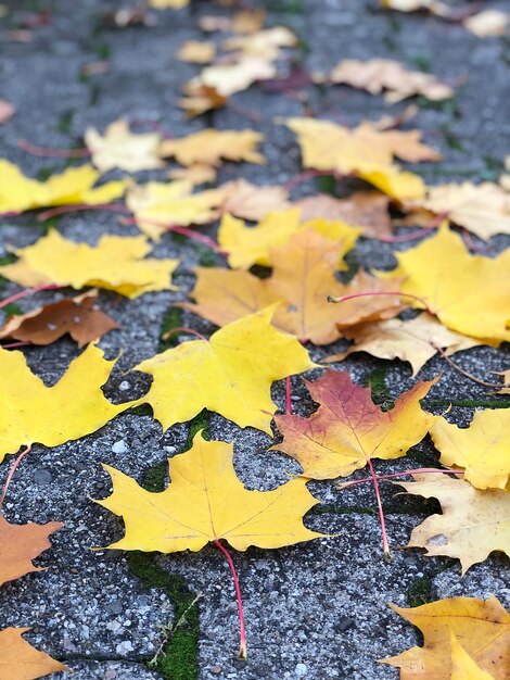 bright yellow maple leaves on the paved path