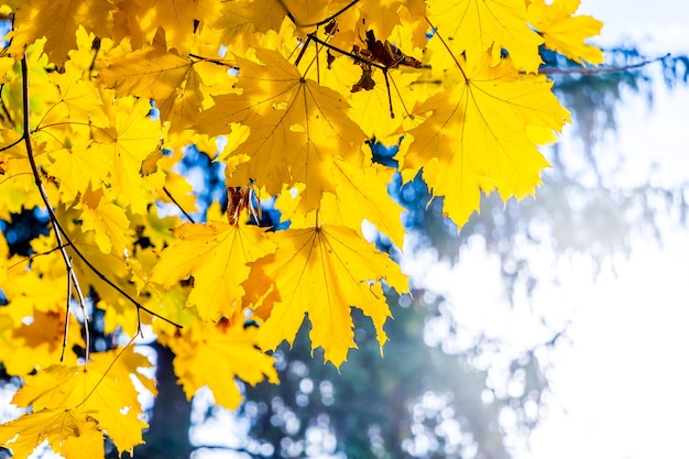 Bright yellow maple leaves on a tree in sunny weather