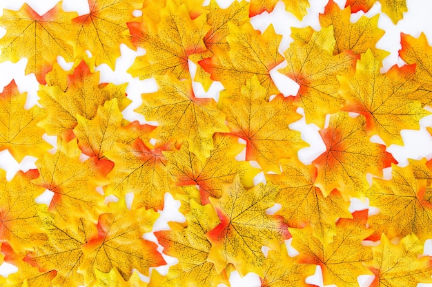 Bright yellow maple leaves.