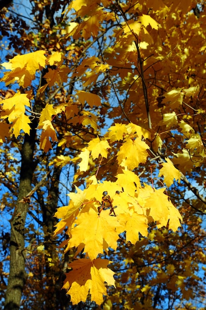 Bright yellow maple leaves