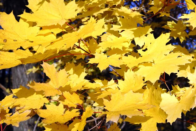 鮮やかな黄色のカエデの葉