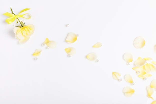 흰색 배경에 날아다니는 밝은 노란색 꽃잎과 리본 창조적인 꽃 레이아웃이 있는 장미 오버헤드 탑 뷰 플랫 레이 복사 공간 생일 어머니의 발렌타인 여성의 결혼식 개념