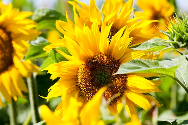 Bright yellow petals on yellow sunflowers