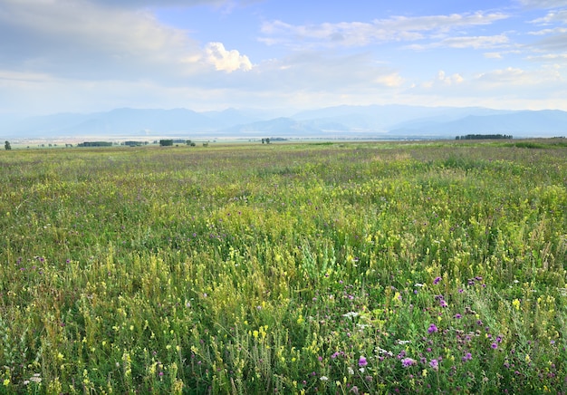 青い曇り空の下で霞んで山を背景に緑の牧草地に明るい黄色と紫の花。アルタイ、シベリア、ロシア