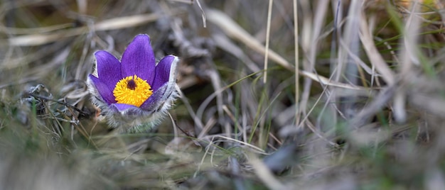 밝은 노란색과 보라색 큰 파스크 꽃 - Pulsatilla grandis - 마른 풀에서 자라는 꽃 머리