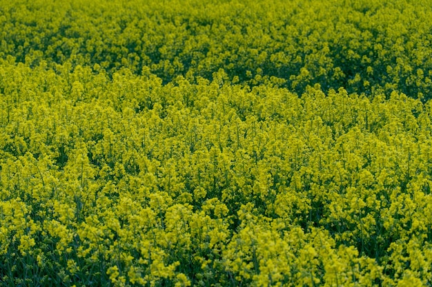 밝은 노란색 유채 필드 유채 꽃 근접 촬영 벽지 친환경 농업에 대한 여름 풍경