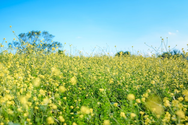 Bright yellow rapeseed field on a sunny spring day