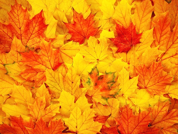 Foglie di acero gialle e rosse luminose sfondo autunnale