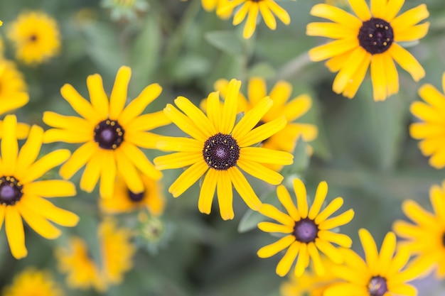 밝은 노란색 rudbeckia 또는 Black Eyed Susan 꽃