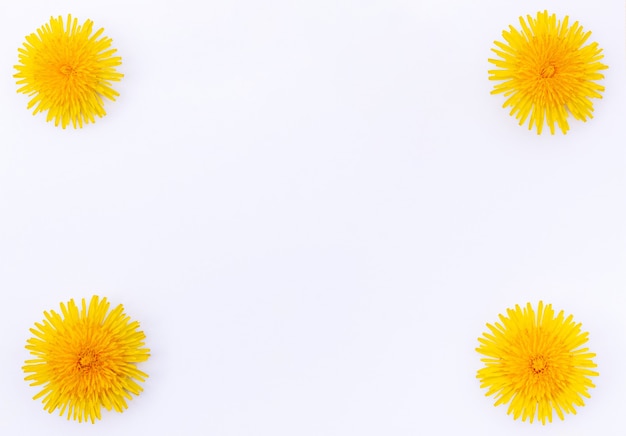 Photo bright yellow spring dandelions close-up isolated on white background