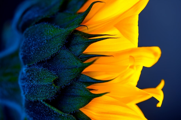 Bright yellow sunflower Against the backdrop of space and stardust