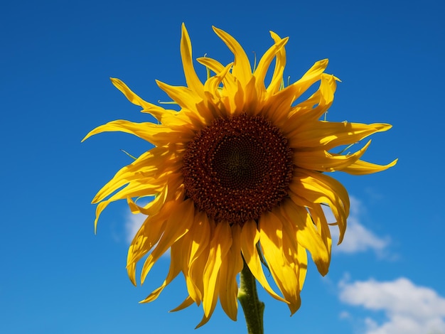 Bright yellow sunflower on blurred sunny nature background